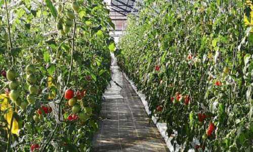 シンガポール　ニュースメディア