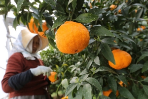 中国　海外進出